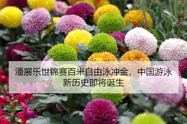 潘展乐世锦赛百米自由泳冲金，中国游泳新历史即将诞生